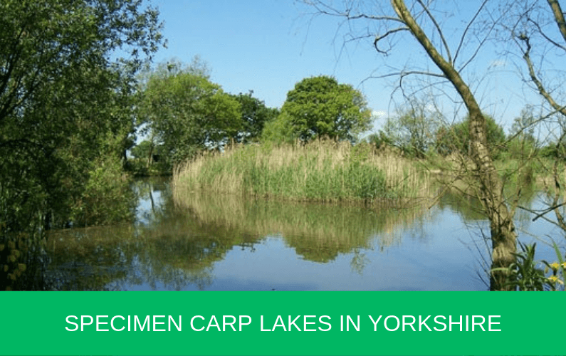 Specimen Carp Lakes in Yorkshire - Specimen Carp Lakes In Yorkshire 795x500