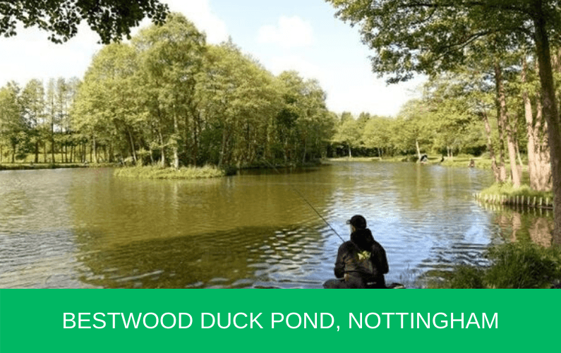 Bestwood Duck Pond, Nottingham - BestwooD Duck PonD Nottingham 795x500